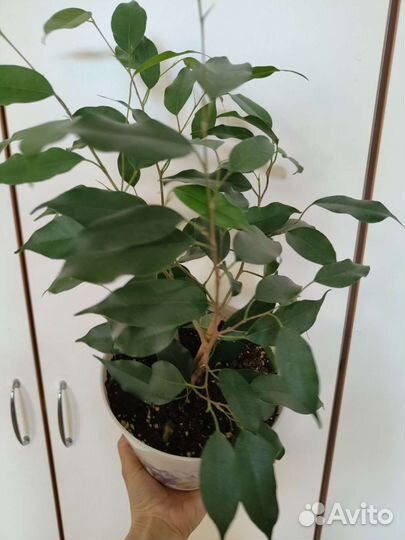 Фикус бенджамина 40 см