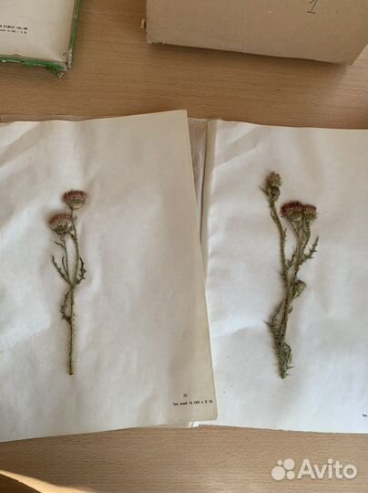 Гербарий школьный