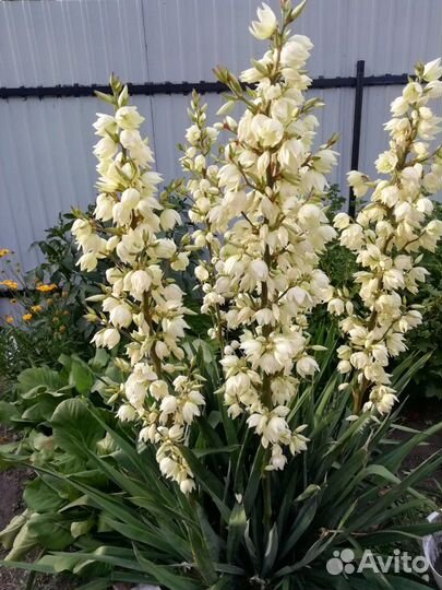 Юкка (нитчатая)