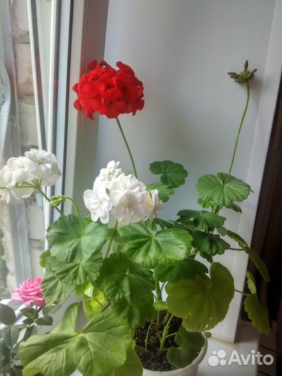 Пеларгония герань зональная