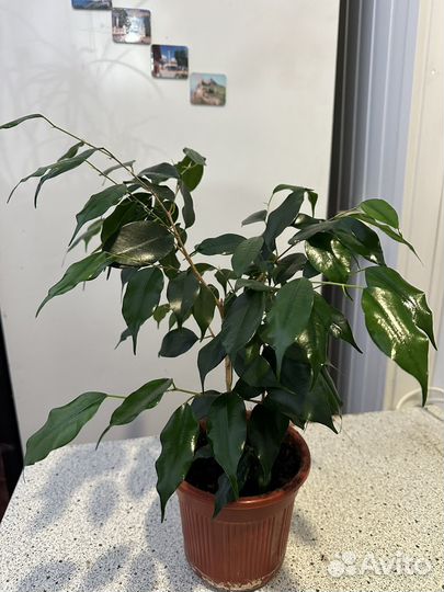 Фикус бенджамина