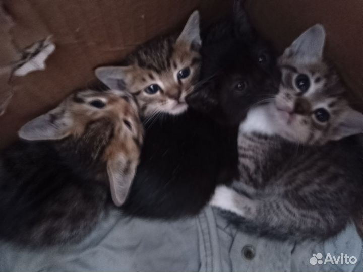 Котята в добрые руки бесплатно