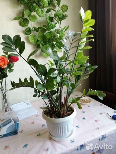 Комнатные цветы