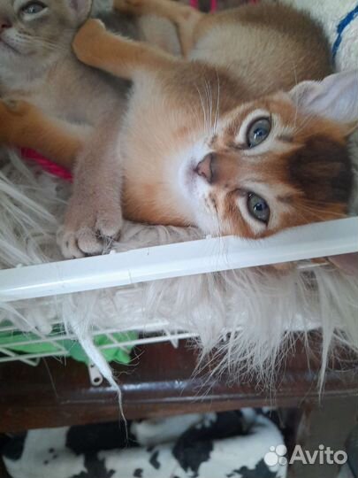 Абиссинская