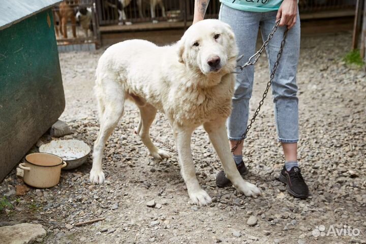 Отличный охранник Айсберг ищет дом