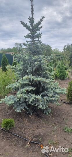 Ель (разные сорта)
