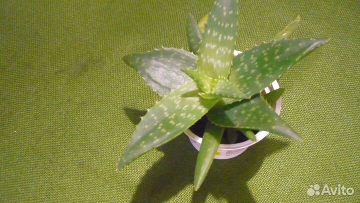 Алоэ вера - комнатное растение