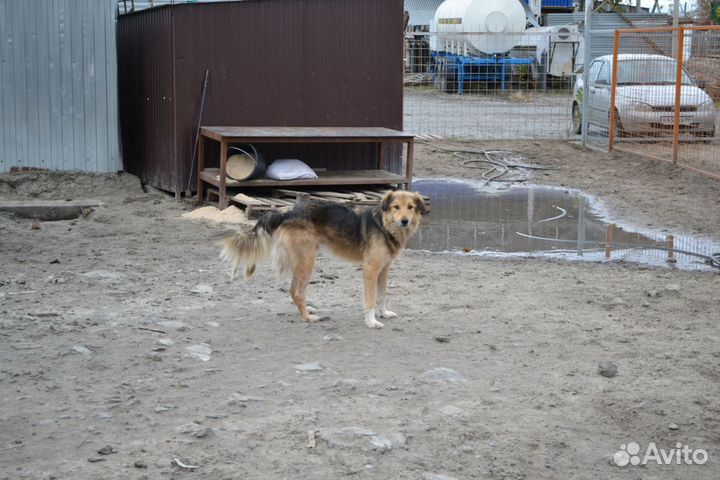 Собака в добрые руки