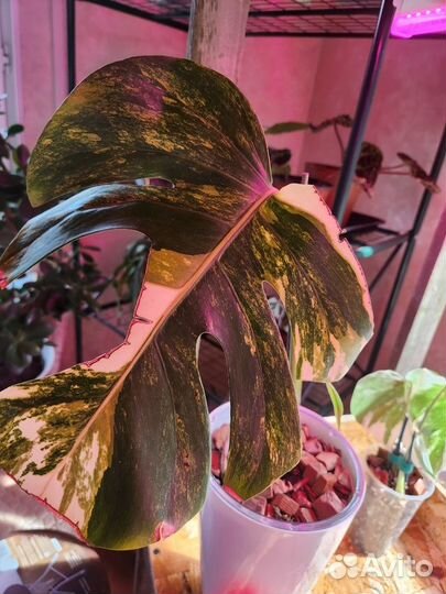 Монстера Yellow splash