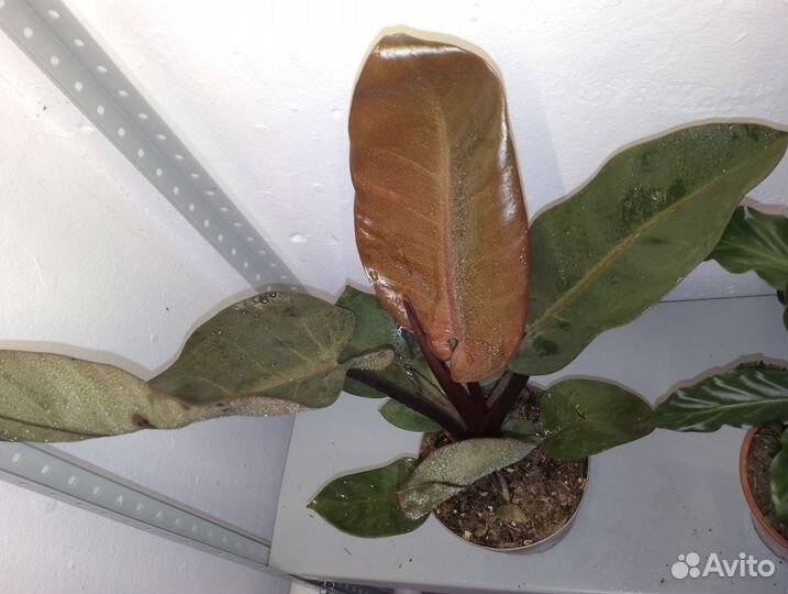 Филодендрон