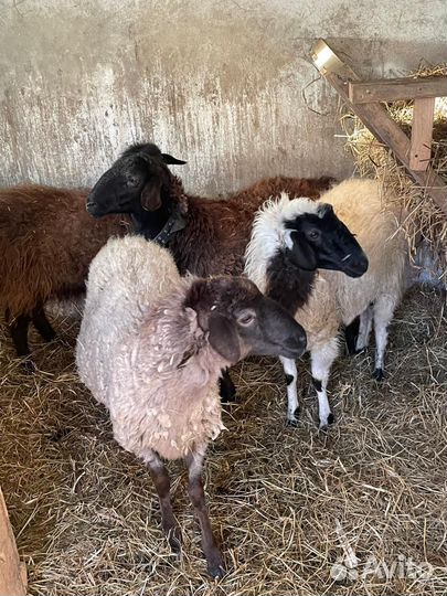 Овцы бараны