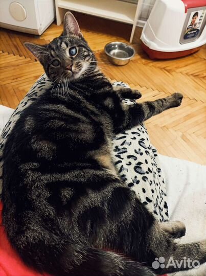 Оскар. Котёнок - подросток в добрые руки