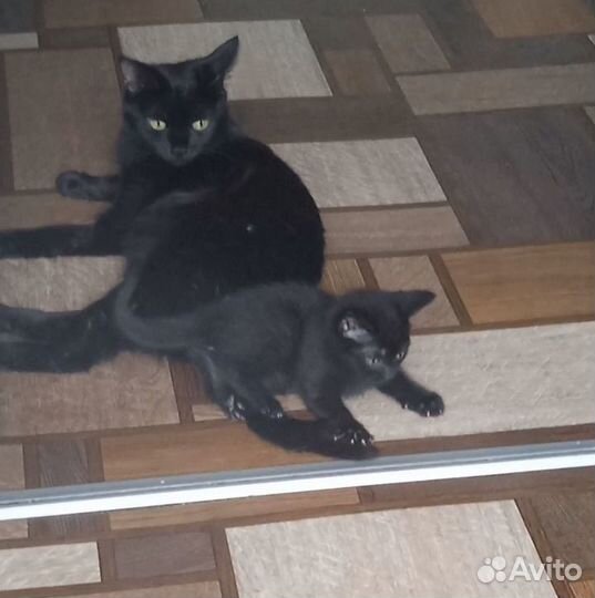 Котейка дружок