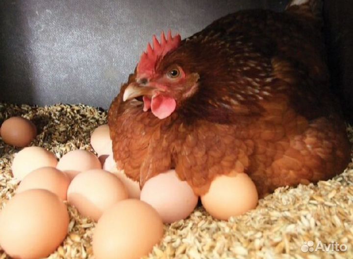 Цыплята суточные, несушки