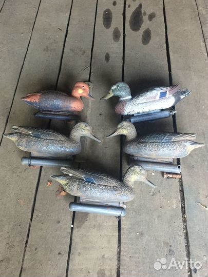 Продам чучела