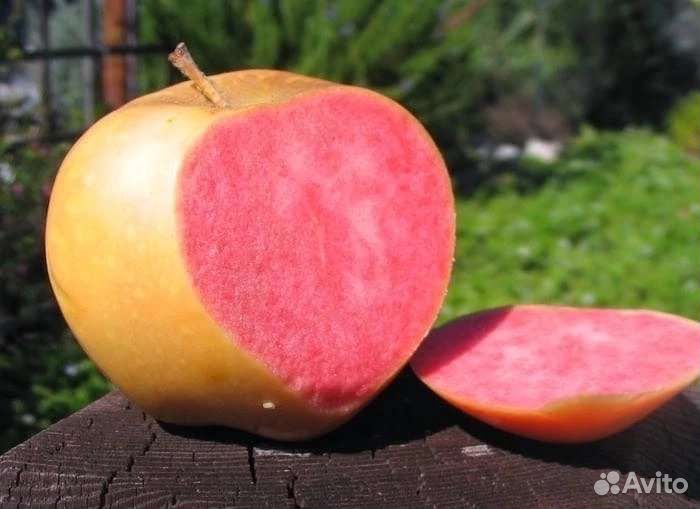 Яблони с закрытой корневой