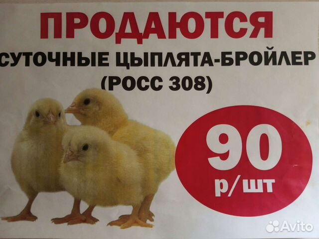 Цеплята суточного бройлера 21 июня