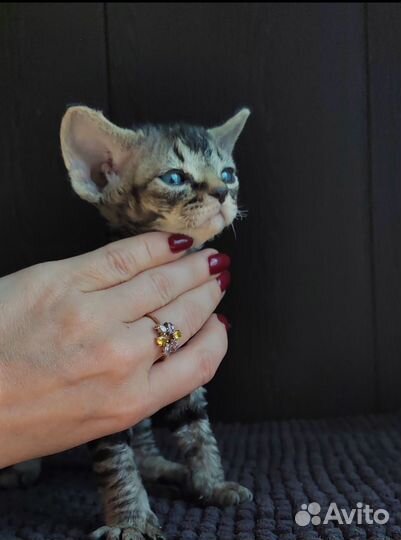 Котята девон-рекс