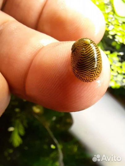 Теодоксус улитка Неретины