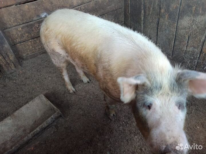 Кабан на племя