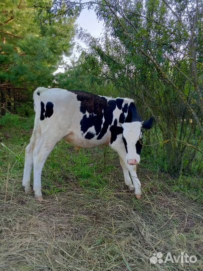 Телята бычки