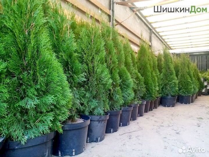Туя Смарагд 110см