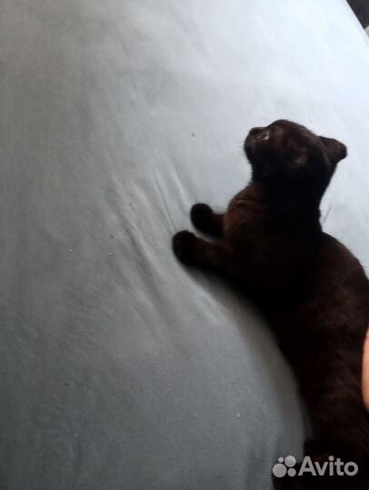 Веслолухая кошка 6 месяцев родилась 13 марта