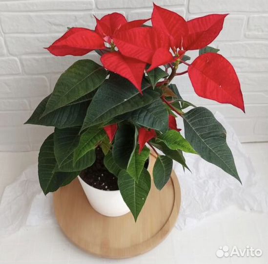 Пуансеттия (рождественская звезда) в кашпо