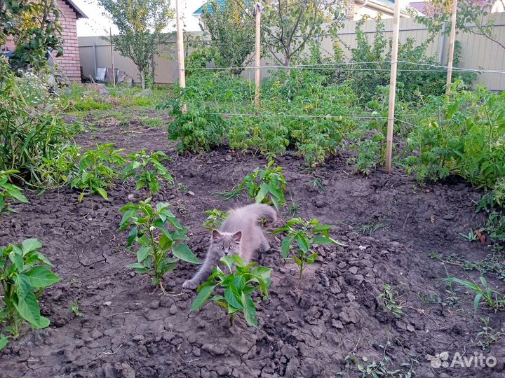 Котенок