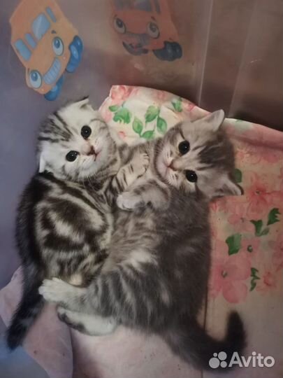 Шотландские котята