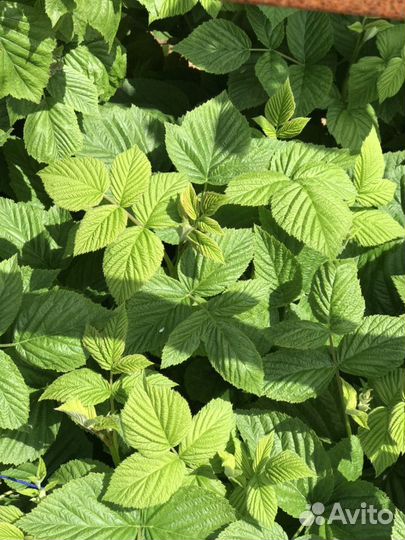 Малина ремонтантная саженцы