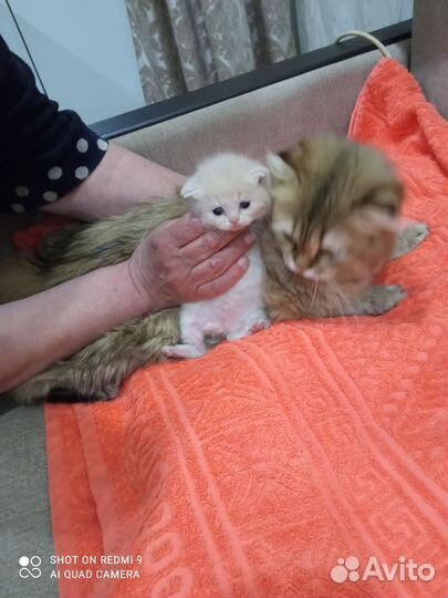 Шотландский котенок