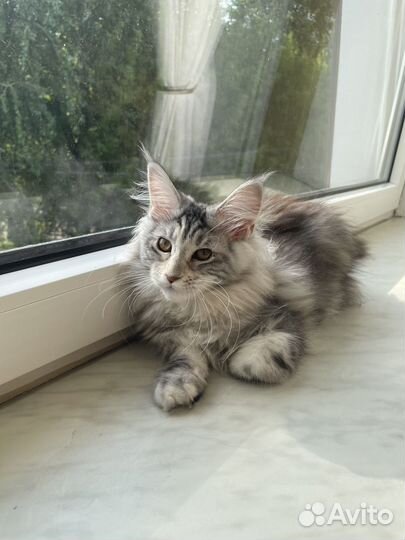 Котята Мейн-кун