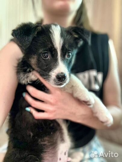 Щенок в добрые руки