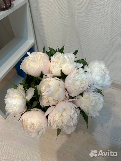Букет цветов пионы 51 101 201 шт
