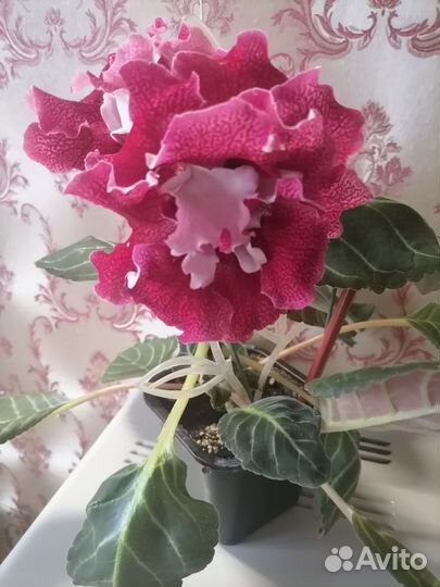 Глоксиния махровая