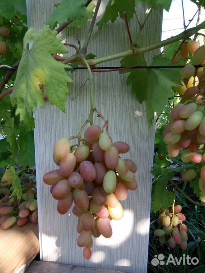 Саженцы винограда