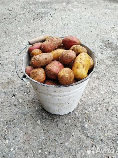 Продам картофель