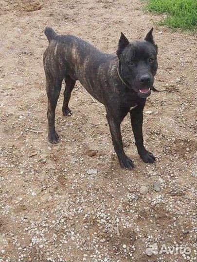 Собаки щенки