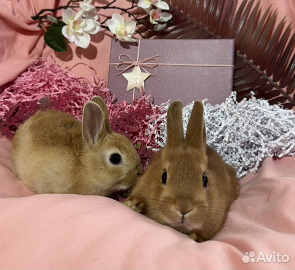 Карликовые крольчата, цветной карлик, минор