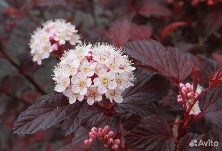 Пузыреплодник Диабло