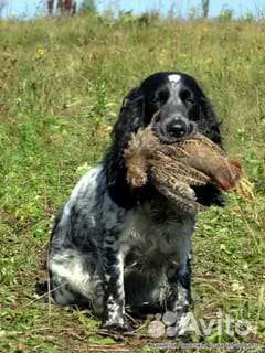 Щенки русского спаниеля