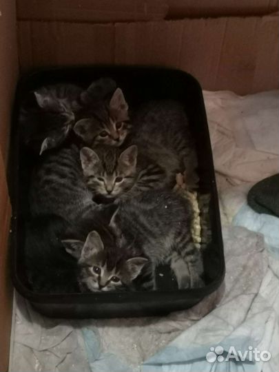 Котята в добрые руки бесплатно