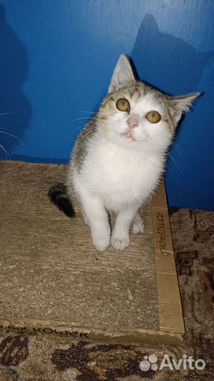 Отдам котенка в добрые руки