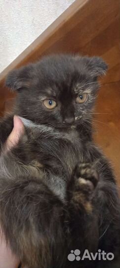 Отдам в добрые руки вислоухих котят