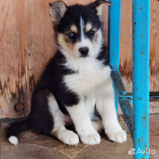 Щенки хаски