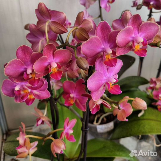 Фаленопсис Diffusion, 