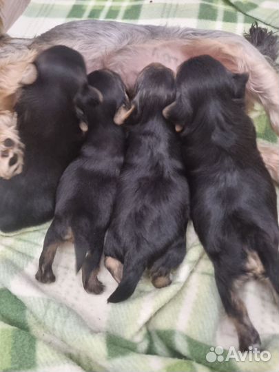 Продам щенков метисы