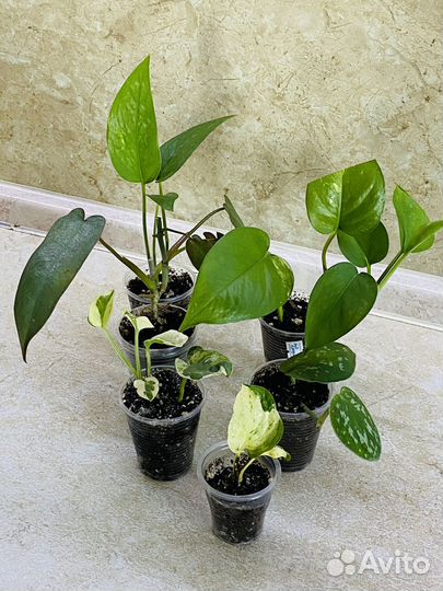 Декоративно-лиственные растения в наборах