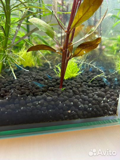 Креветки блю дрим